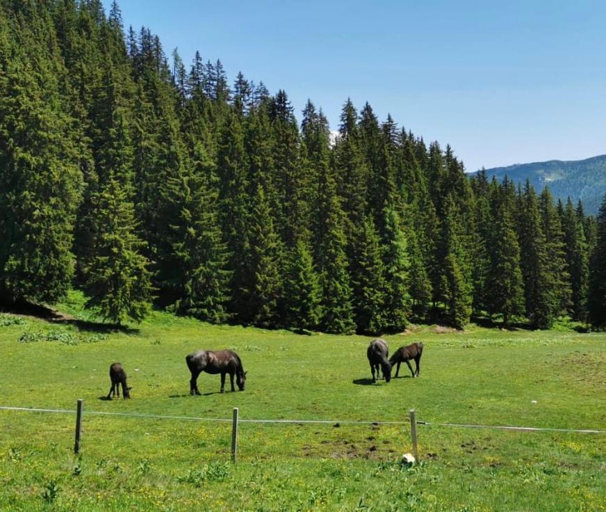 蓬高圣约翰Lindbichlhof Urlaub Am Bio Bauernhof公寓 外观 照片