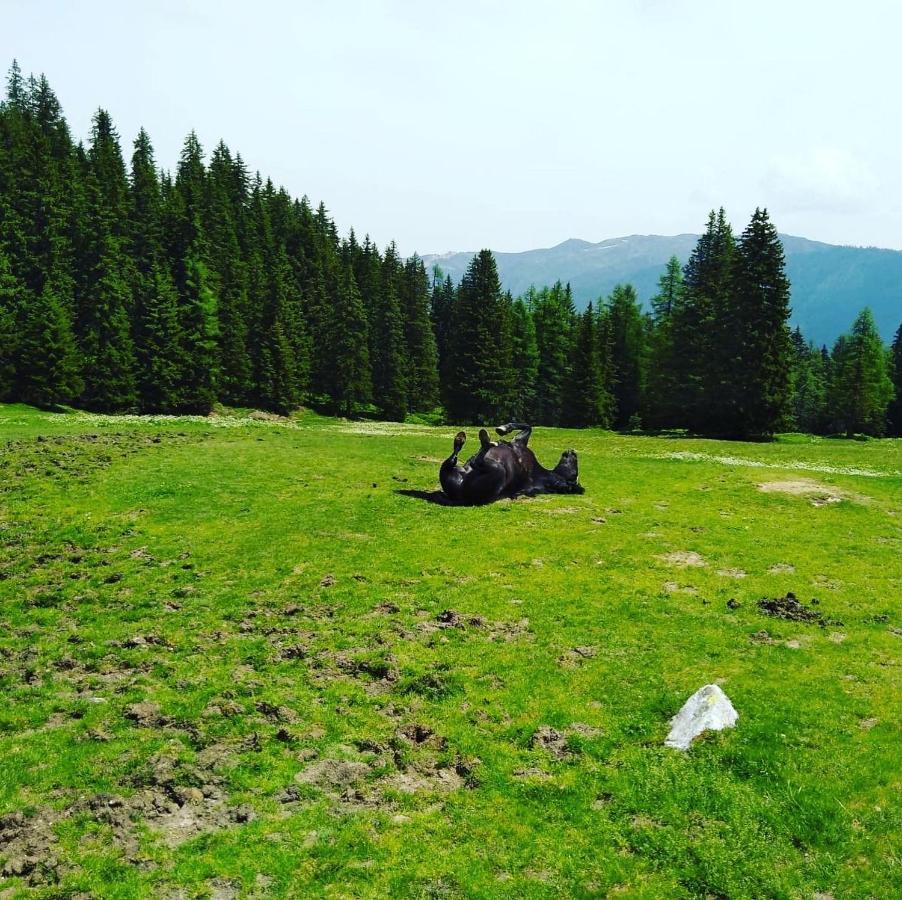 蓬高圣约翰Lindbichlhof Urlaub Am Bio Bauernhof公寓 外观 照片